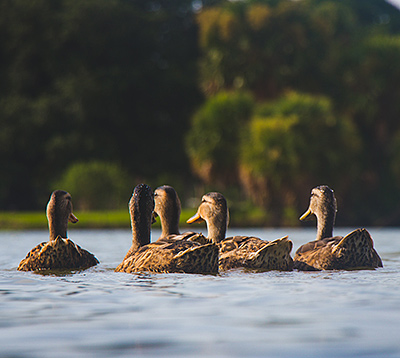DeiceAir Water Treatment for Duck and Trout Ponds