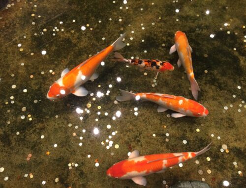 Choose Bacterius™ Pond Conditioners for your Koi Pond